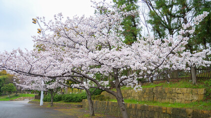 鶴見緑地　ソメイヨシノ
