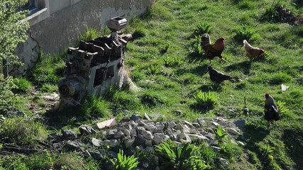 roosters and chickens walking around in old style organic farm house garden