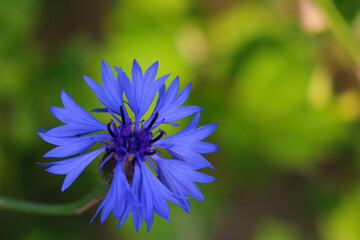 Blooming blue cornflower flower on a sunny day.