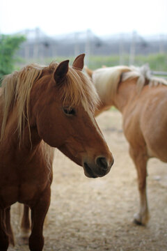 Portrait of blond horse. Beautiful horses in a corral of an Italian farm.