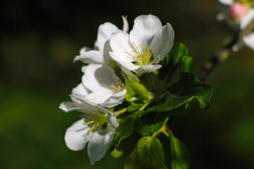 Blooming branch of apple or pear tree in the garden in spring.