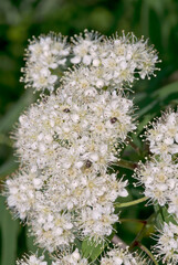 Rowan (Sorbus aucuparia) in park, Central Russia