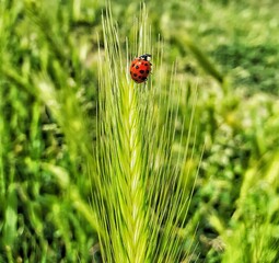 ladybug on grass