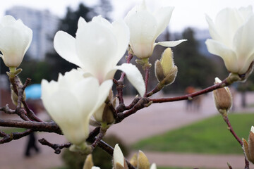 white magnolia flowers
