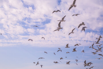 flock of seagulls flying