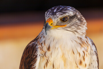 Close-up of Blue-billed Eagle (Aquila fasciata) adult. Ring for falconry.