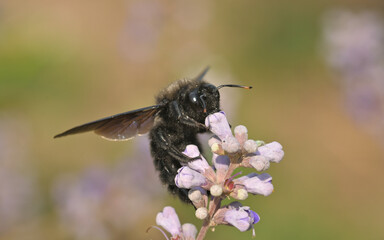 Makrofotografie einer Blauen Holzbiene an einer Salbei Blüte