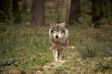 Naklejka na ściany i meble Ein laufender Wolf im Wald