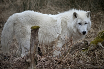 Nahaufnahme eines Polarwolfes im Wald