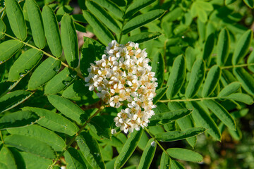 ウラジロナナカマド