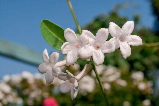 Madagascar Jasmine (Stephanotis floribunda) in greenhouse