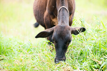 A young brown cow is grazing in the meadow grass field in the beautiful morning view from the front of the cow's face. Enjoying eating fresh green grass.