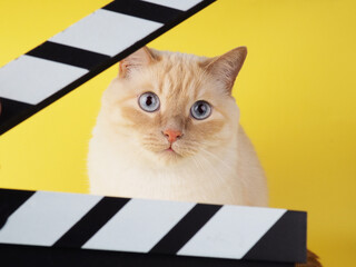 White cheerful cat looks through Clapperboard on a yellow background
