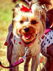 Cute little fashion  Yorkshire terrier dog in clothes  in a park
