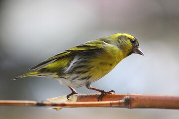 siskin