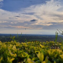 wind turbines in the field