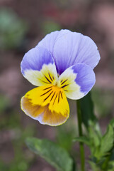 Heartsease (Viola tricolor) in garden