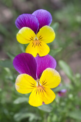 Heartsease (Viola tricolor) in garden