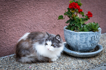 Fototapety na wymiar - Fototapeta24.pl