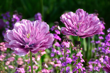 gefüllte späte Tulpen