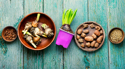Planting spring flower