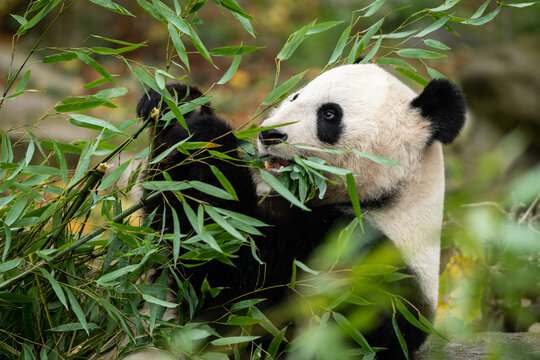A young giant panda sitting and eating bamboo © Stefan