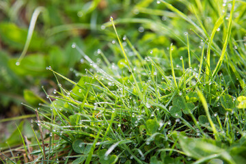 Green grass with dew abstract blurred background
