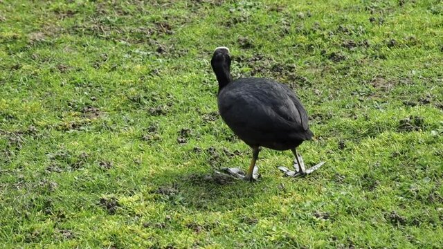 une poule d'eau en train de manger dans de l'herbe