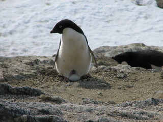 卵を温めるアデリーペンギン