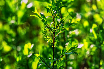 sprout of a young tree in spring