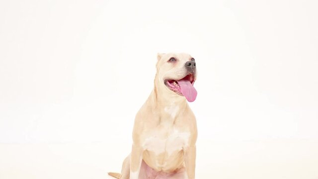 Happy Dog American Staffordshire Terrier Standing Relaxing White Background