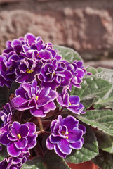 Obraz premium African Violet (Saintpaulia hybrida) in greenhouse