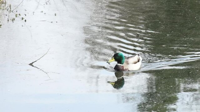canard nageant dans un &eacute;tang
