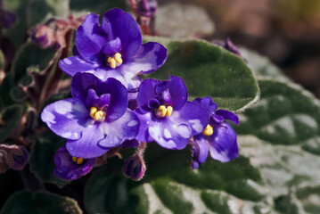 Obraz premium African Violet (Saintpaulia hybrida) in greenhouse