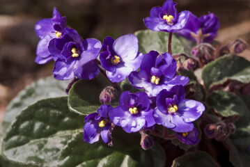 Fototapeta na wymiar African Violet (Saintpaulia hybrida) in greenhouse
