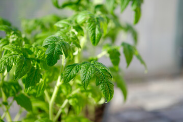Close up of young tomato leaves. Tomato seedling. A plant in the greenhouse. Vegetables garden.