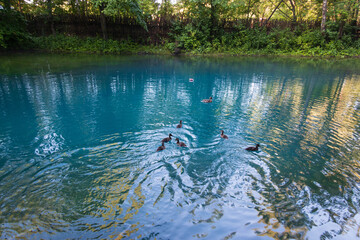 ducks floating in the pond