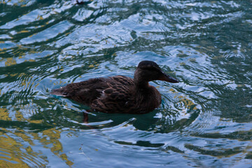 ducks floating in the pond