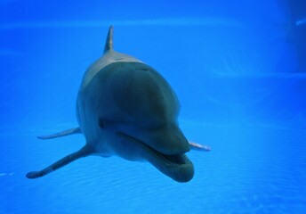 Delfín mirando a la cámara en agua azul. Primer plano de la cabeza de un juguetón delfín muy cerca del fotógrafo.