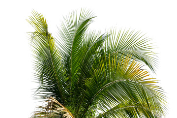 leaves of coconut tree isolated on white background, clipping path included.