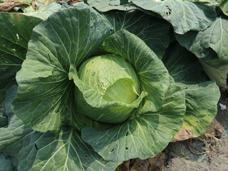 Obraz premium fresh cabbages are blooming in the plants farm design for harvest and green plants concept