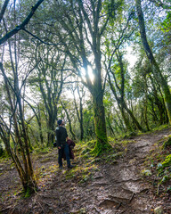 Fototapeta premium A young man looking at a beautiful tree in the forests of Mount Arno in the municipality of Mutriku in Gipuzkoa. Basque Country, Spain