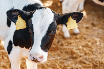 Young bull calf in a stall on a farm © fotofabrika