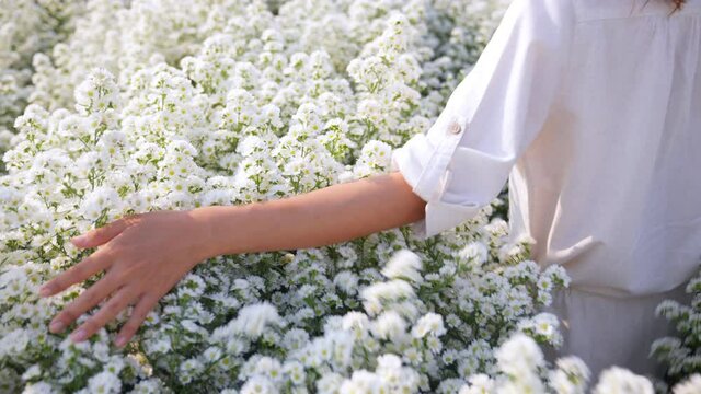 4K Happy Asian woman relax walking in nature on beautiful white cutter daisy flower farm field in springtime. Pretty girl enjoy using hand touching and stroking fresh white blossom in flowers garden.