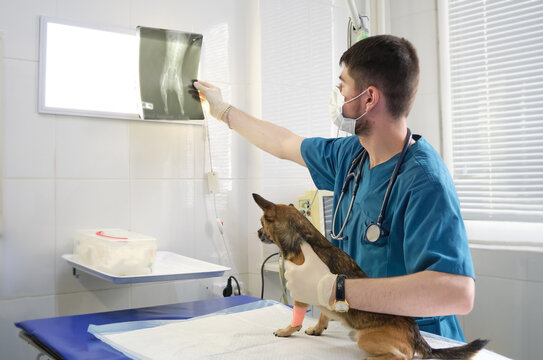 veterinarian and his patient looking at x-ray result. doctor examining pet radiograph