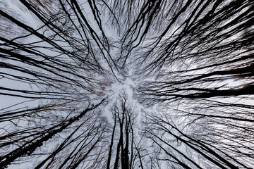 Obraz premium shyness of the trees