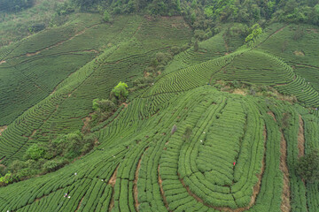 Green tea trees in spring mountains