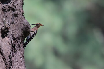 Upupidae - a rare birt in Thailand. Upupidae is a bird in Bucerotiformes. It is feeding another...