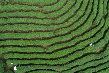 Aerial view of woman farmer  harvest free tea leaves in spring mountains