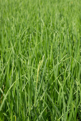 Fototapeta na wymiar Rice Field View india, traditional rice farm , rice farm , rice plant , Green rice field india